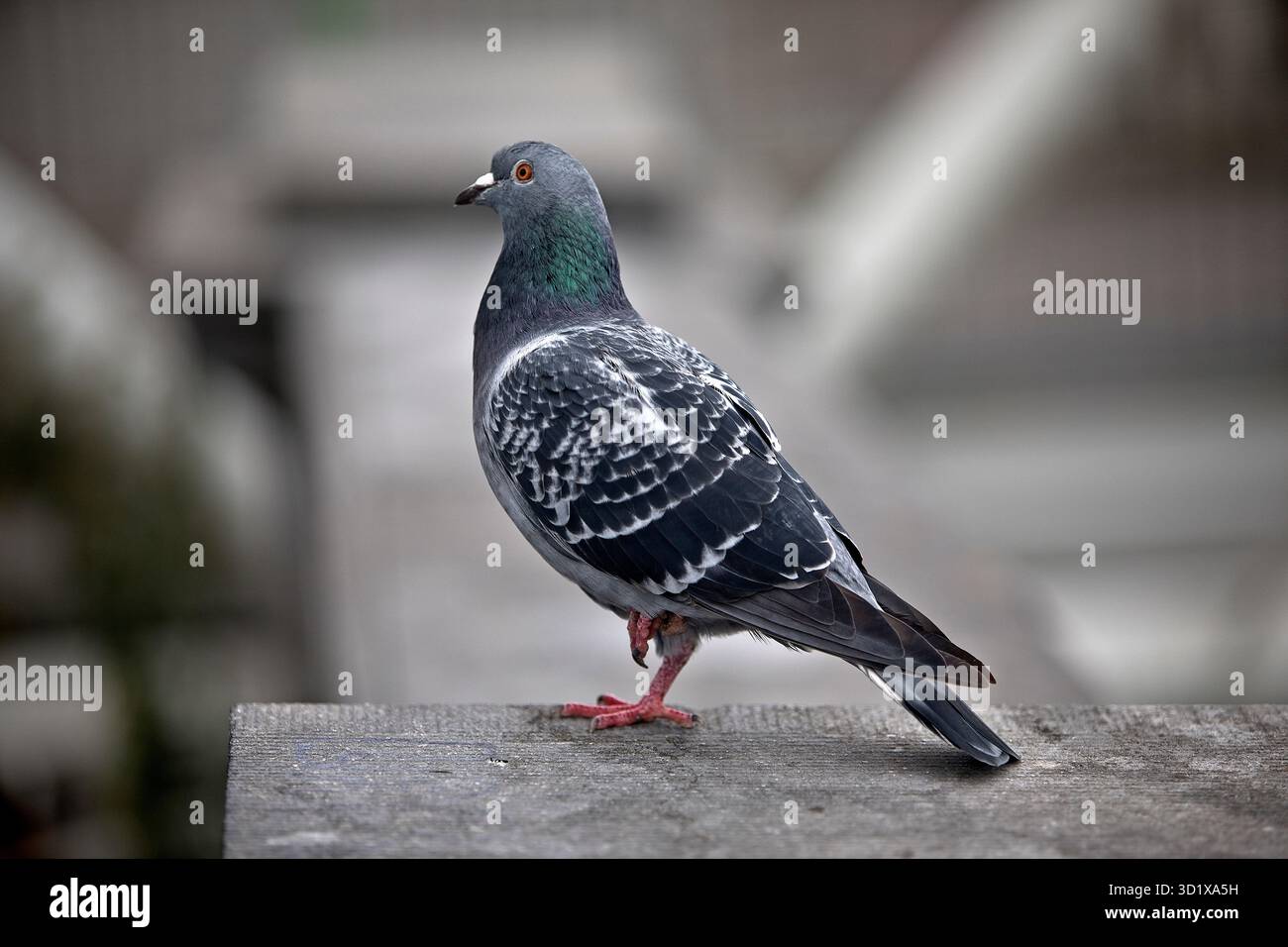Pigeon (Columbidae) in ambiente urbano, Bruxelles, Belgio, Europa Foto Stock