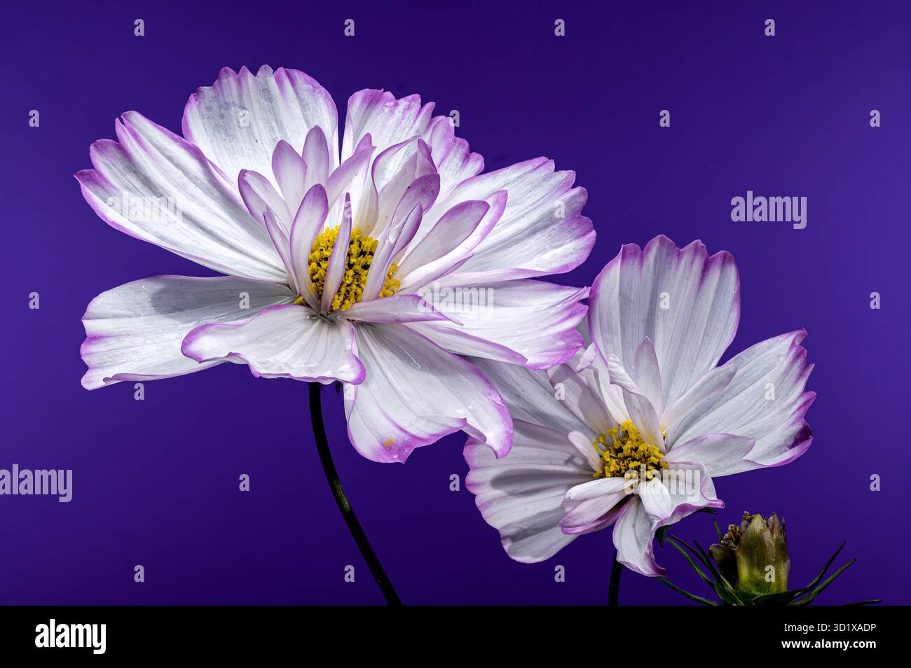 Delicato Cosmos Fiori Fiori sfondo viola Foto Stock