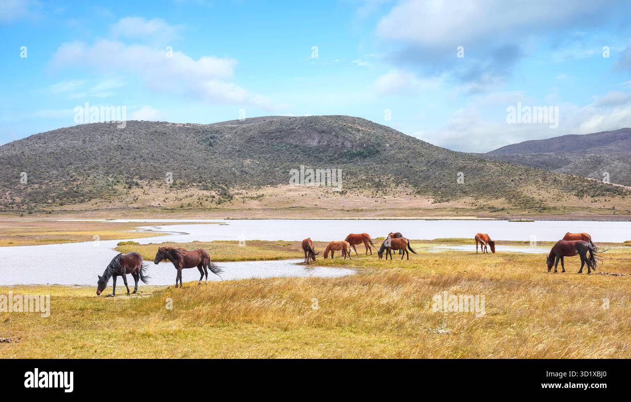 Paesaggio con cavalli selvaggi ai piedi del vulcano Cotopaxi, Ecuador. Foto Stock