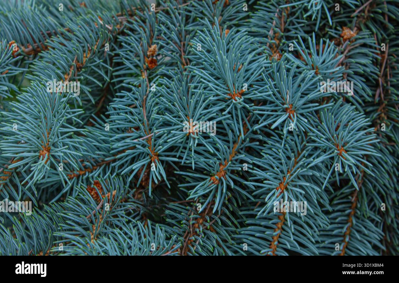 Rami ravvicinati di una conifera. Abete rosso blu. Sfondo texture natura. Foto Stock