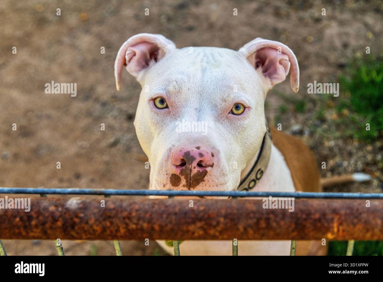 Un cane toro bianco e marrone che guarda la macchina fotografica Foto Stock