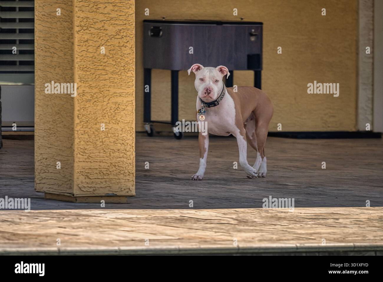 Un cane toro bianco e marrone che guarda la macchina fotografica Foto Stock