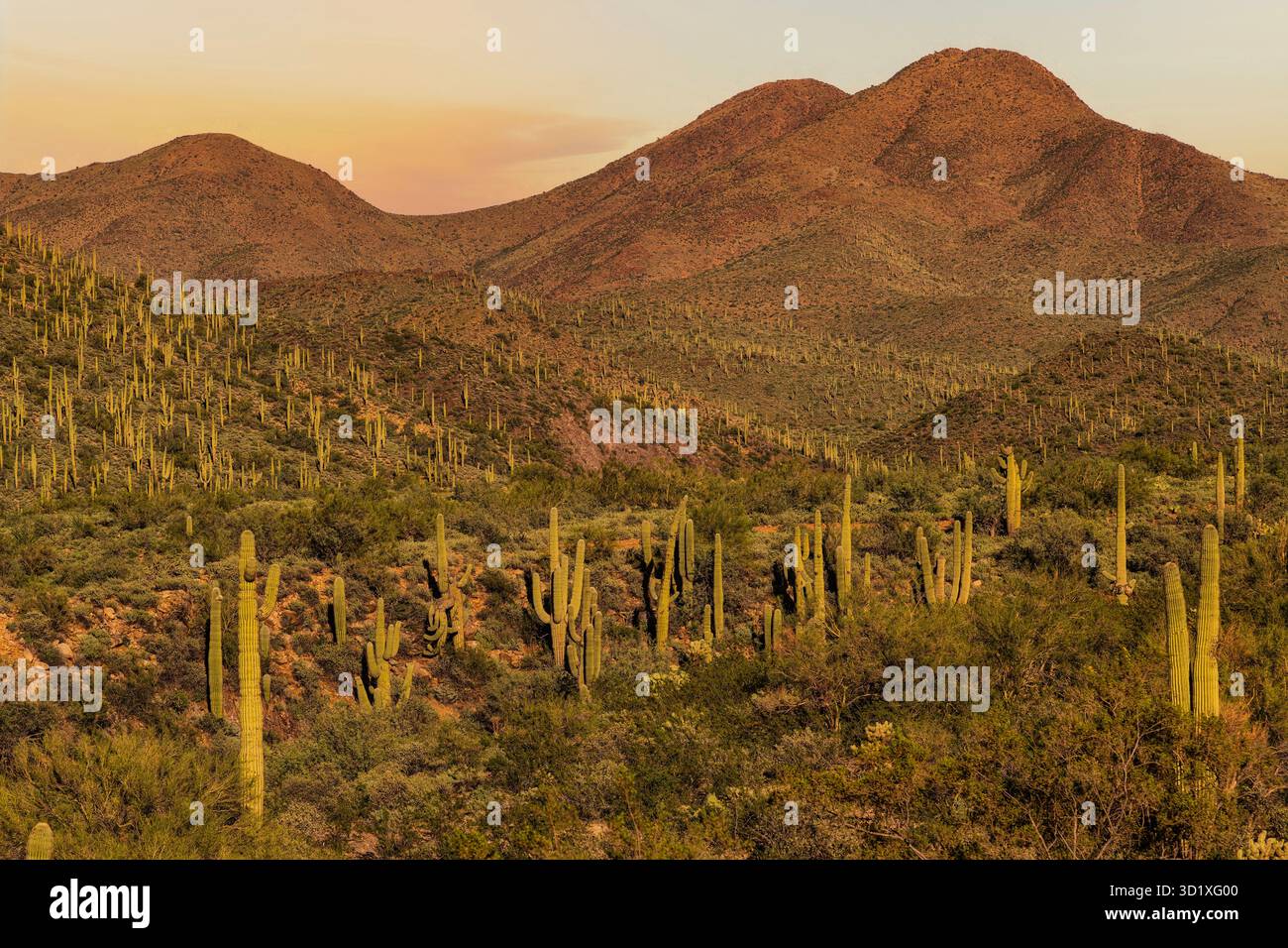 Il cactus di Saguaro si erge alto nel deserto di Sonora vicino a Phoenix, Arizona Foto Stock
