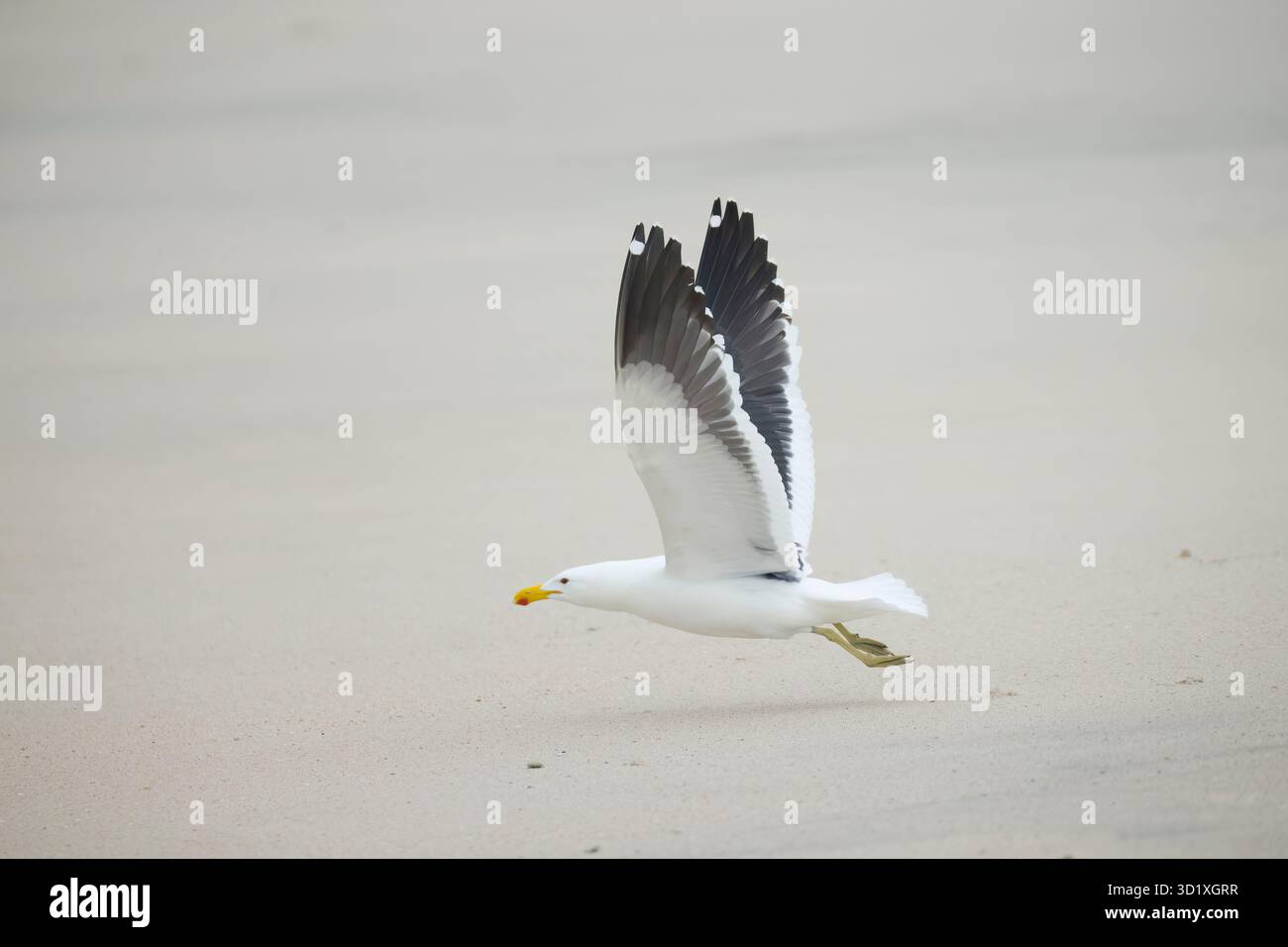 Kelp Gull decolla sulla costa dello scheletro della Namibia Foto Stock