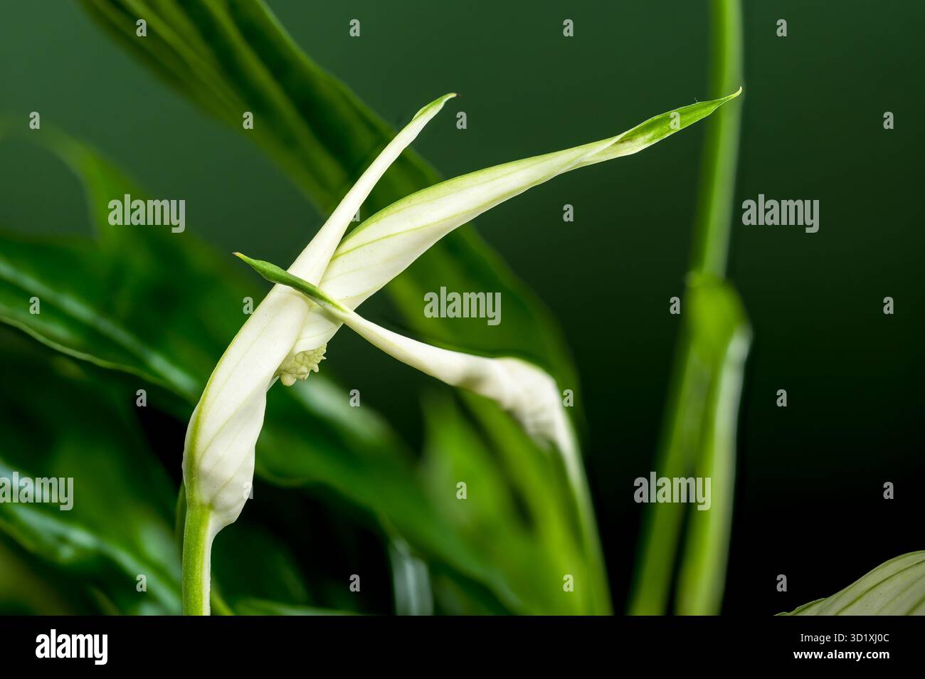 Peace Lily con i fiori emergenti su sfondo verde Foto Stock