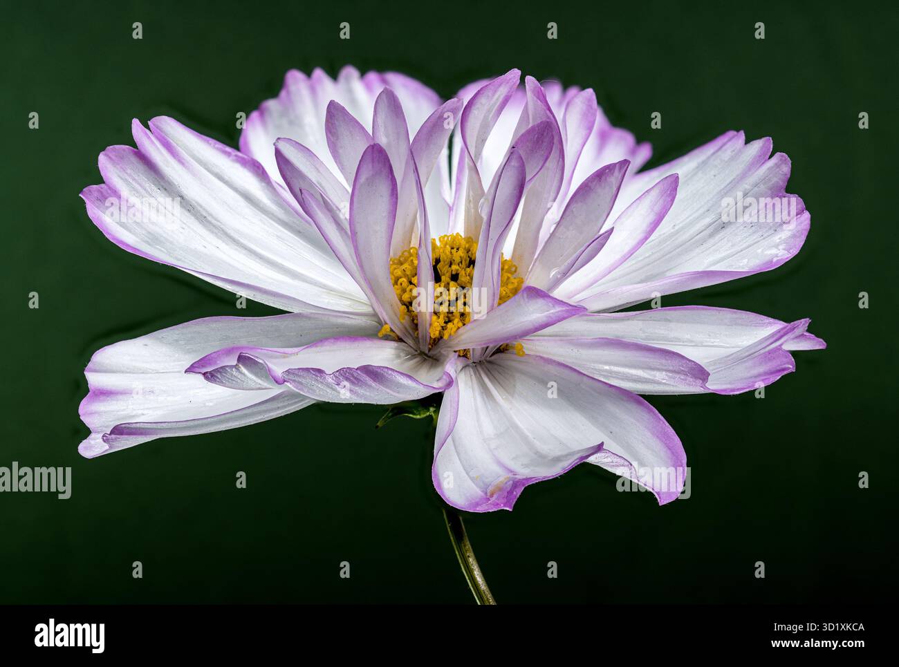 Delicato Cosmos fiori sbocciano sfondo verde Foto Stock