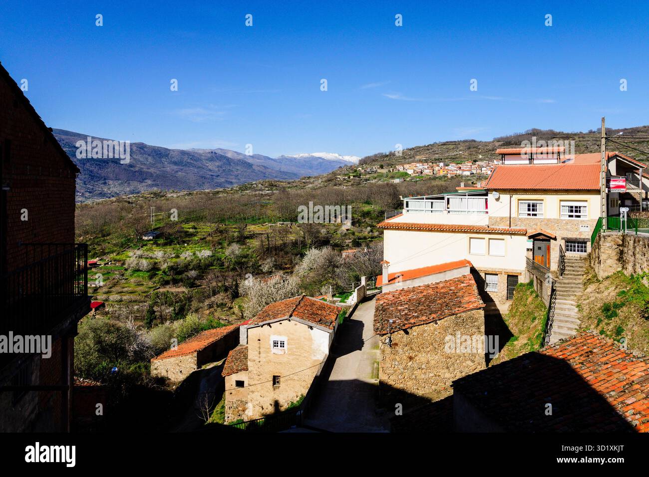 Fiori di ciliegio -Prunus cerasus-, villaggio di Casas del Castañar, valle di Jerte, Cáceres, Estremadura, Spagna, Europa Foto Stock