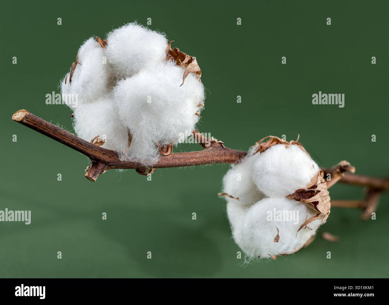 Bolls di cotone su ramo su sfondo verde Foto Stock