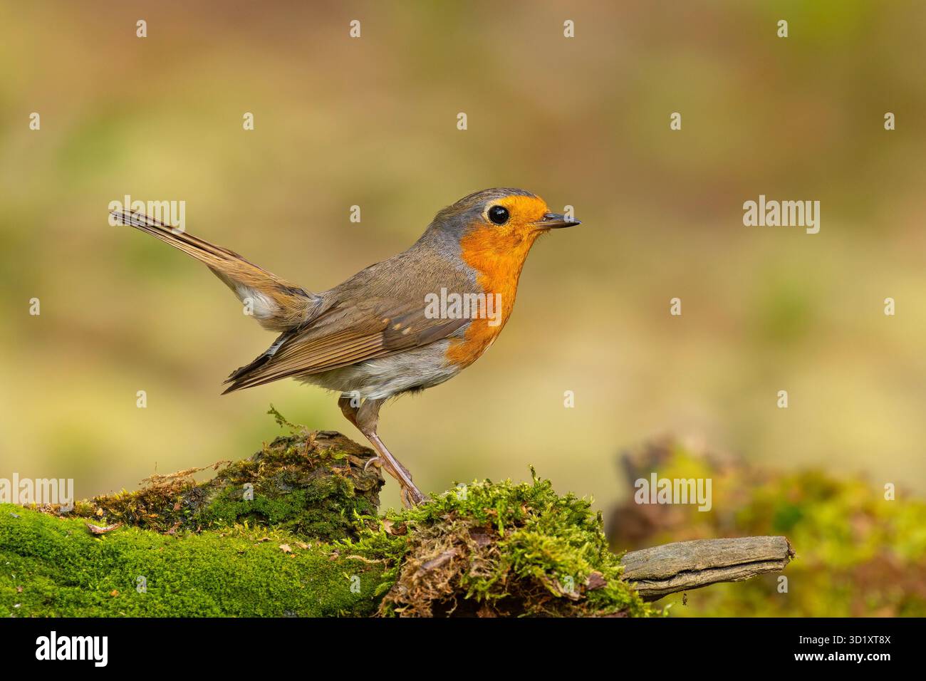 Il robin europeo (erithacus rubecula) è un piccolo uccello passerino insettivoro che appartiene alla famiglia dei Muscicapidae Foto Stock