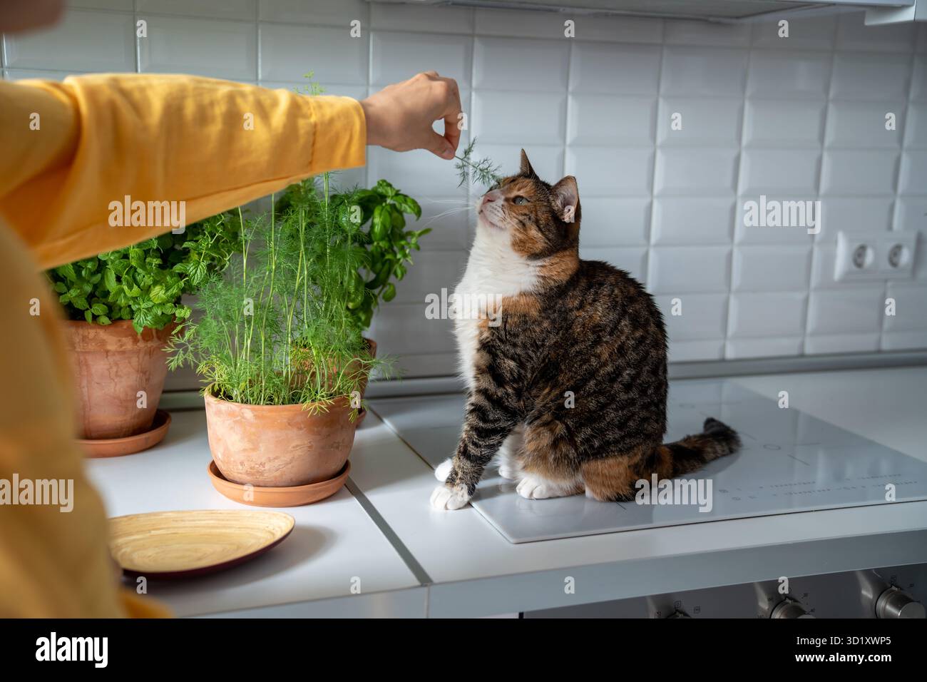 Una donna giardiniera gioca con il gatto con il prezzemolo, l'aneto. Donna distratta per prestare attenzione a gattino curioso Foto Stock