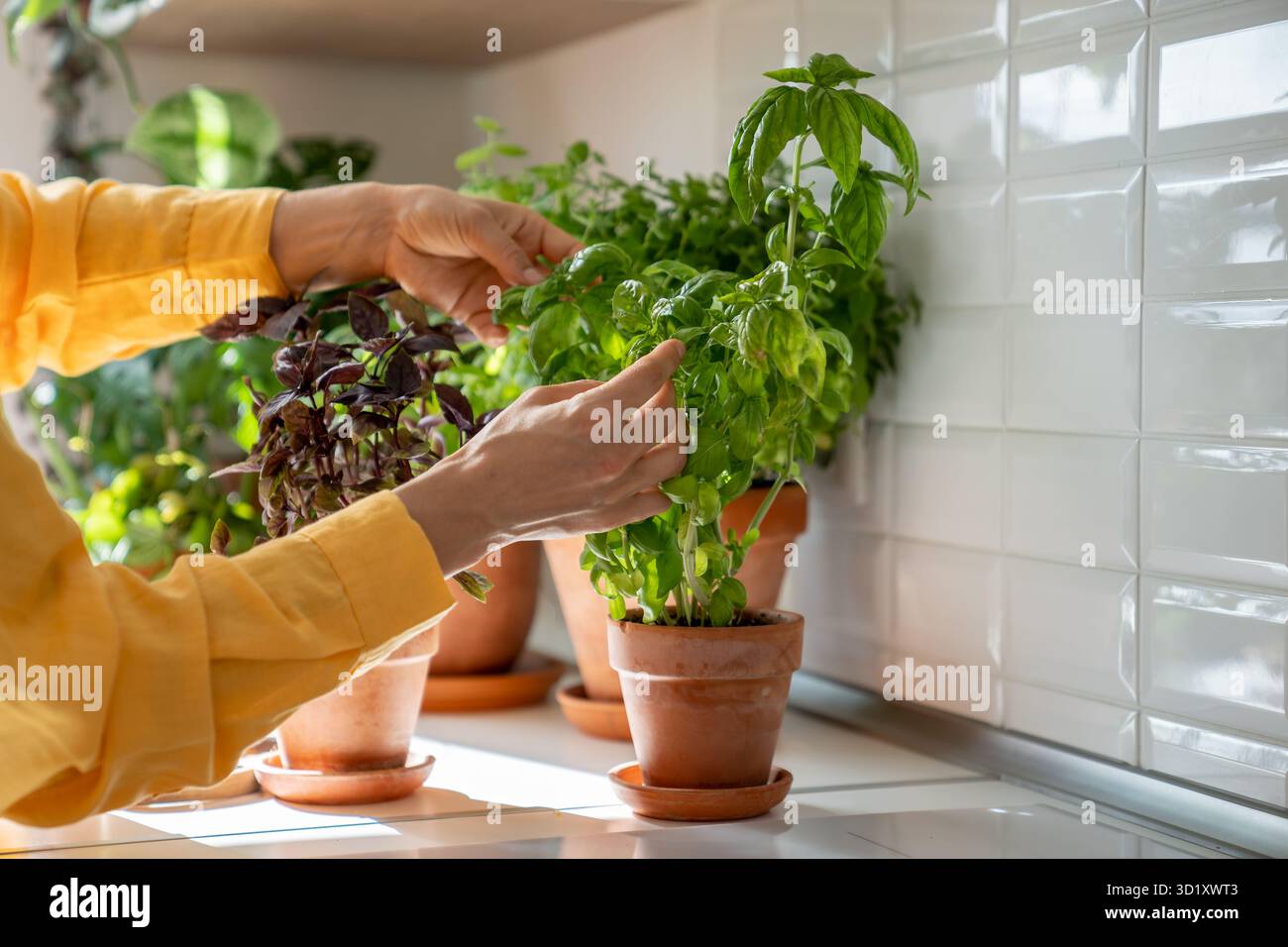 Le mani femminili si prendono cura del basilico verde fresco in pentola di terracotta, coltivando erbe, facendo giardinaggio in casa. Foto Stock