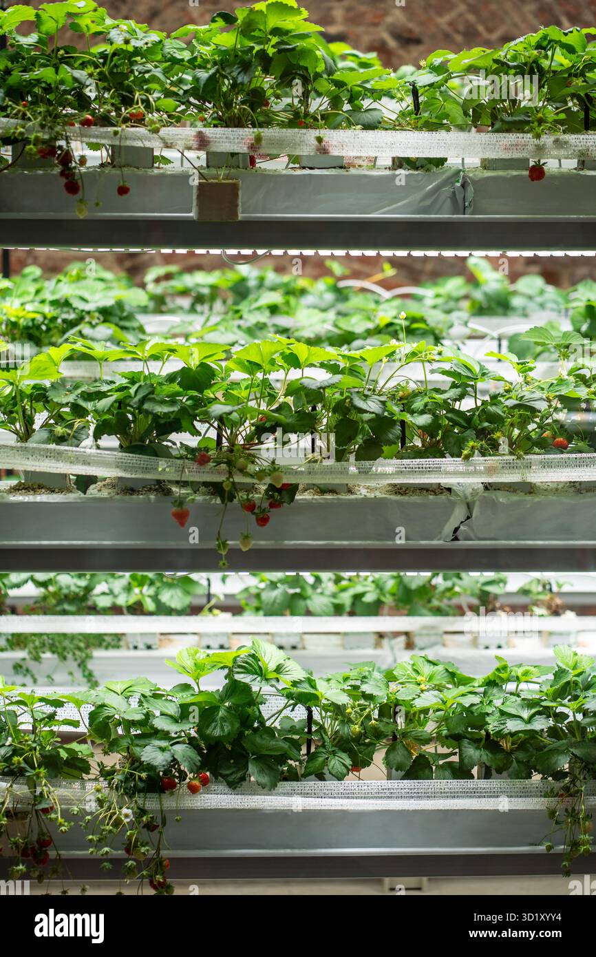 Rack per la coltivazione di fragole in serra mediante irrigazione a goccia. Mini-azienda agricola per la coltivazione di fragole al chiuso in substrato artificiale. Industriale per Foto Stock