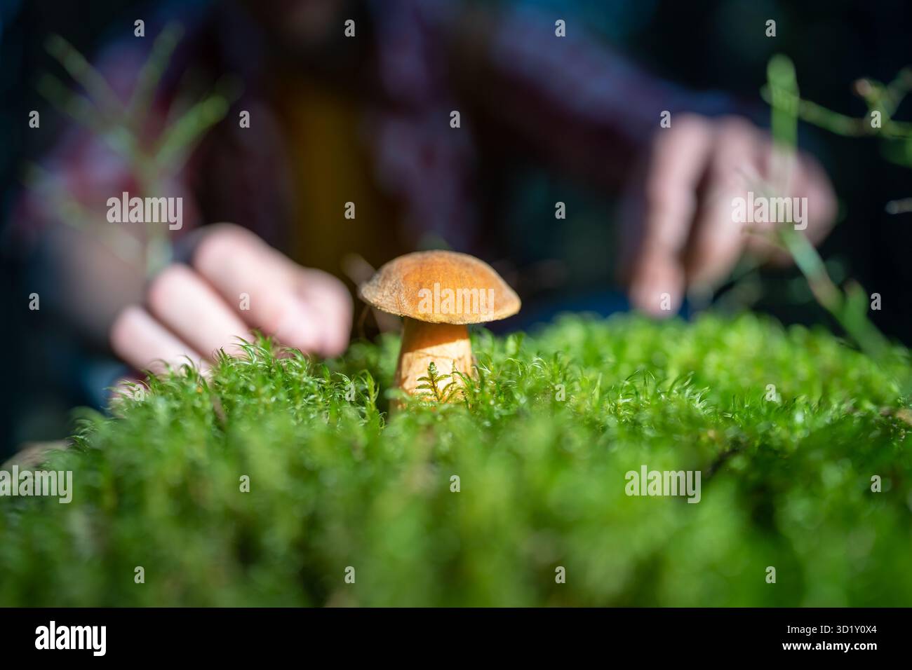 Fungo muschio tra erba, primo piano. Le mani maschili raggiungono il fungo xerocomo marrone tra il muschio Foto Stock