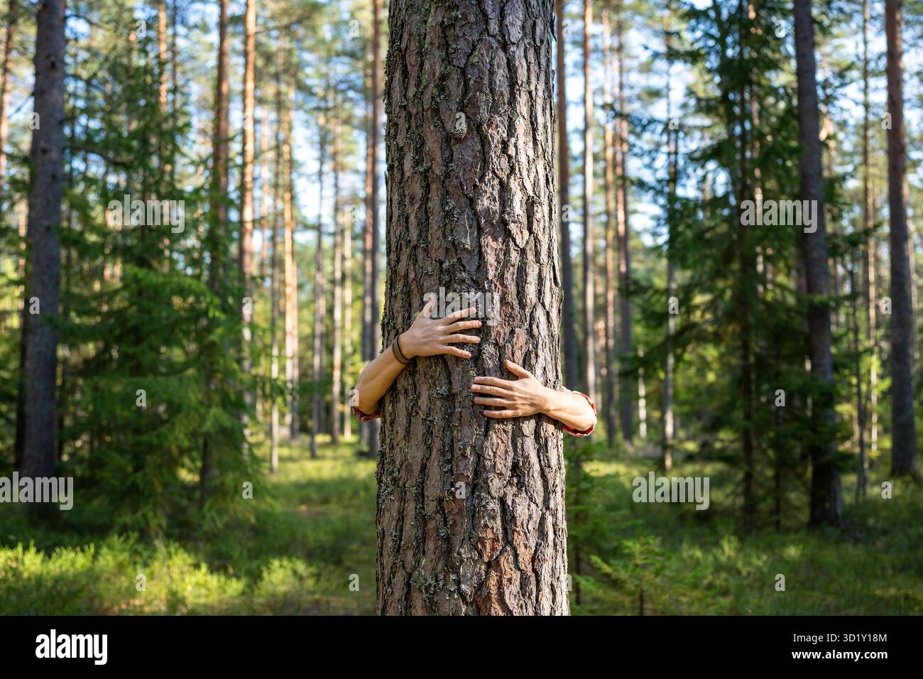 Le mani dell'uomo amante delle piante fanno volontariato abbracciando coccole abbracciando il tronco degli alberi nella foresta. Eco-compatibile. Foto Stock