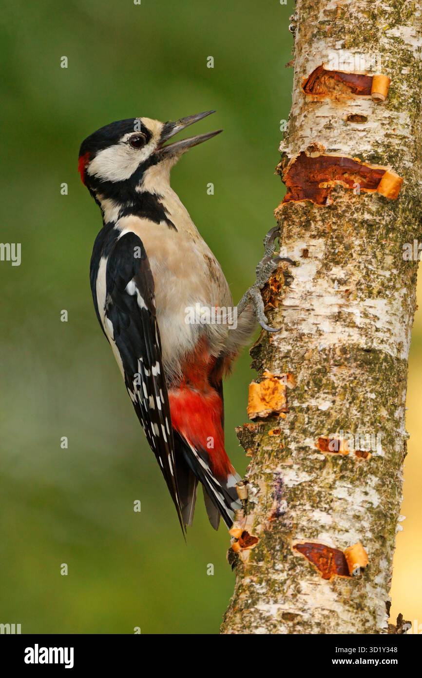 Il picchio rosso maggiore (Dendrocopos major) è di medie dimensioni con un picchio pied piumaggio bianco e nero e una macchia rossa sul basso ventre. Foto Stock