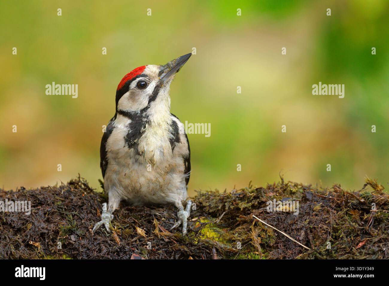 Il picchio rosso maggiore (Dendrocopos major) è di medie dimensioni con un picchio pied piumaggio bianco e nero e una macchia rossa sul basso ventre. Foto Stock