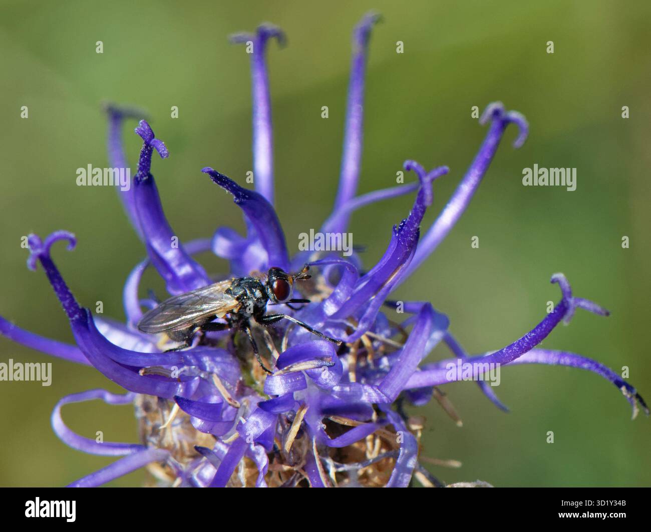 Piccolo beegrabber / mosca dalla testa spessa (Thecophora atra), un parassita di api alictine, su r,a testa tonda (Phyteuma orbiculare) UK. Foto Stock