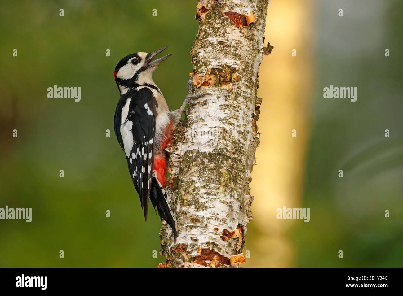Il picchio rosso maggiore (Dendrocopos major) è di medie dimensioni con un picchio pied piumaggio bianco e nero e una macchia rossa sul basso ventre. Foto Stock