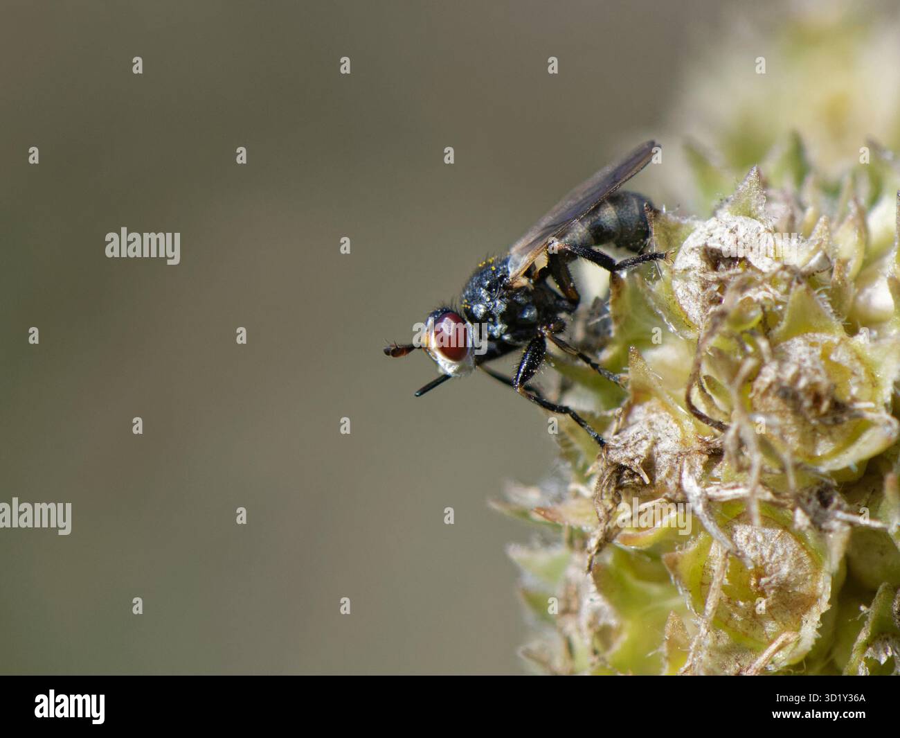 Piccolo beegrabber / mosca dalla testa spessa (Thecophora atra), un parassita di api alictine, in piedi su una testa di semina in un prato erboso di gesso, Wiltshire, Regno Unito Foto Stock
