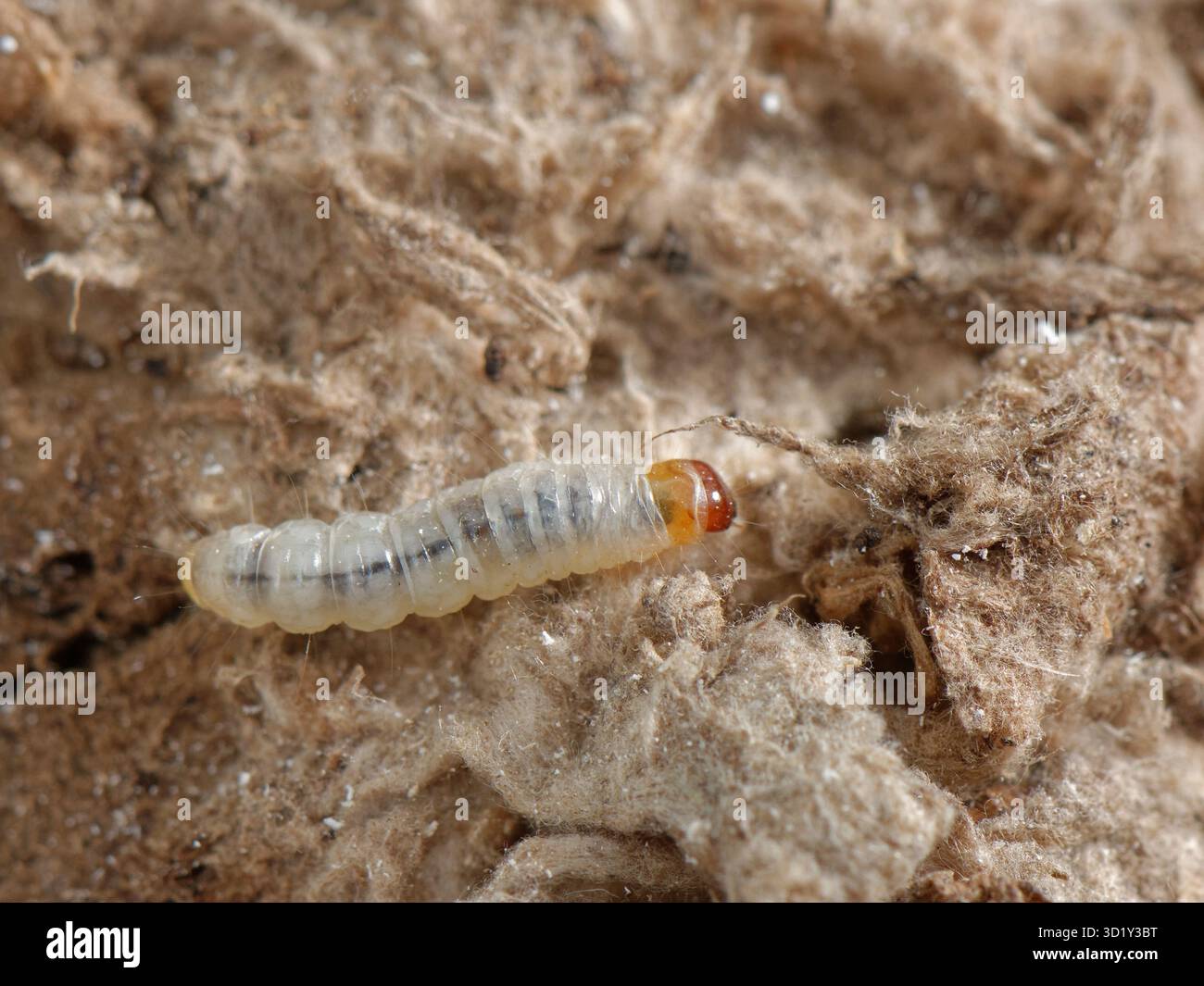Larva della falena delle api (Aphomia sociella) che cammina su bozzoli larvali setosi in un vecchio nido di bumblebee (Bombus hypnorum) all'interno di una scatola di nido di uccelli, Regno Unito. Foto Stock