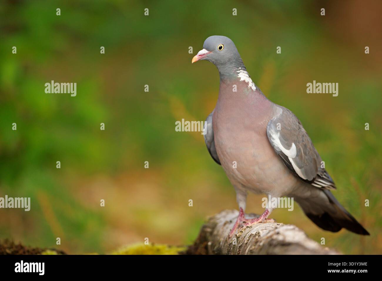 Il piccione di legno comune (Columba palumbus), noto anche semplicemente come piccione di legno, è una grande specie della famiglia delle colombe e dei piccioni (Columbidae) Foto Stock