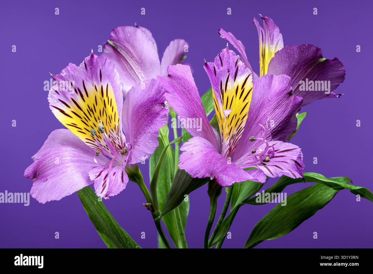 Viola Alstroemeria Fiori primo piano sfondo viola Foto Stock