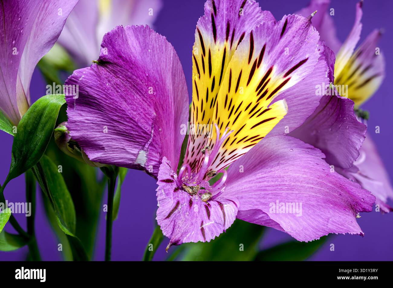 Viola Alstroemeria Fiori primo piano sfondo viola Foto Stock