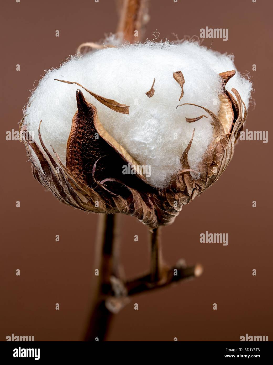 Bolls di cotone su ramo su sfondo marrone Foto Stock
