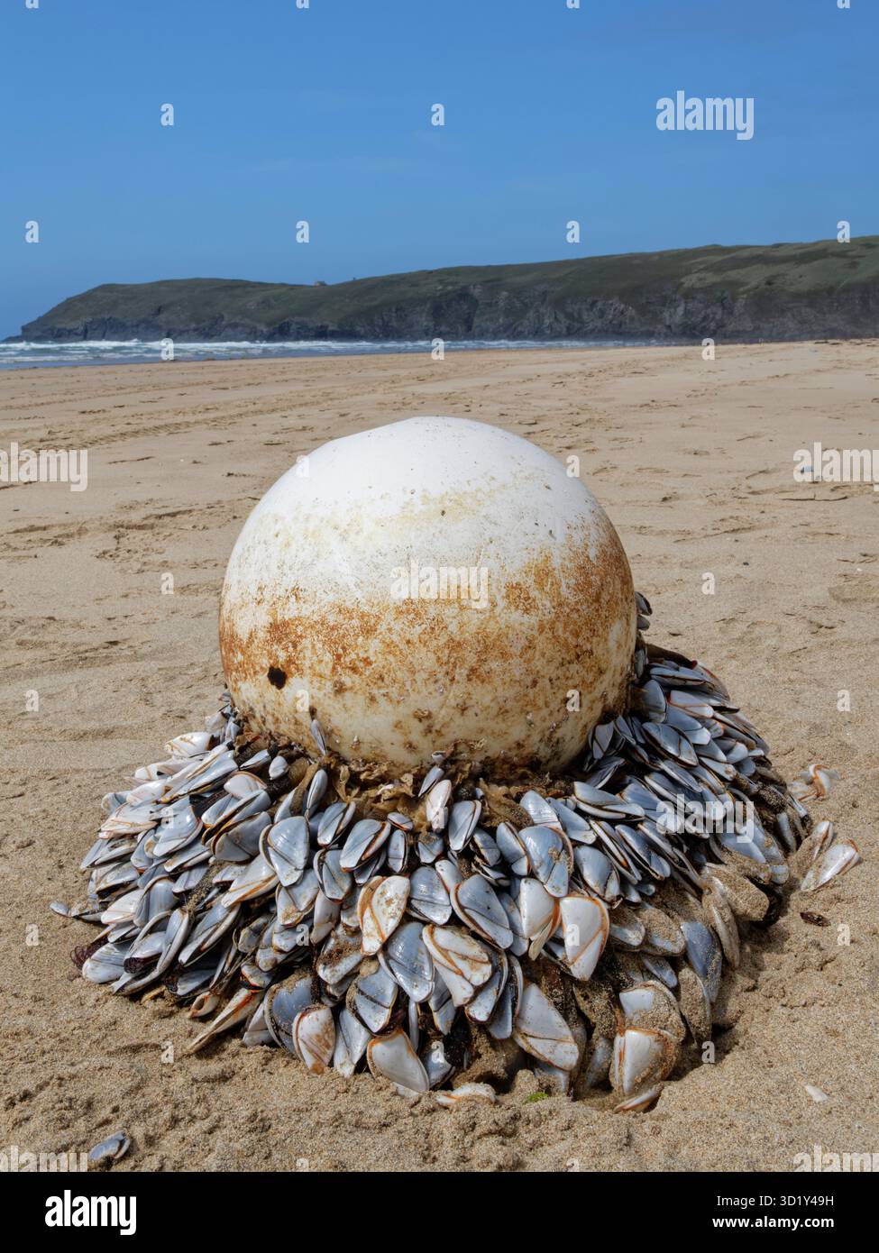 barnacle d'oca comune (Lepas anatifera) colonia attaccata a una boa bagnata su una spiaggia, Perran Sands, Cornovaglia, Regno Unito, luglio. Foto Stock