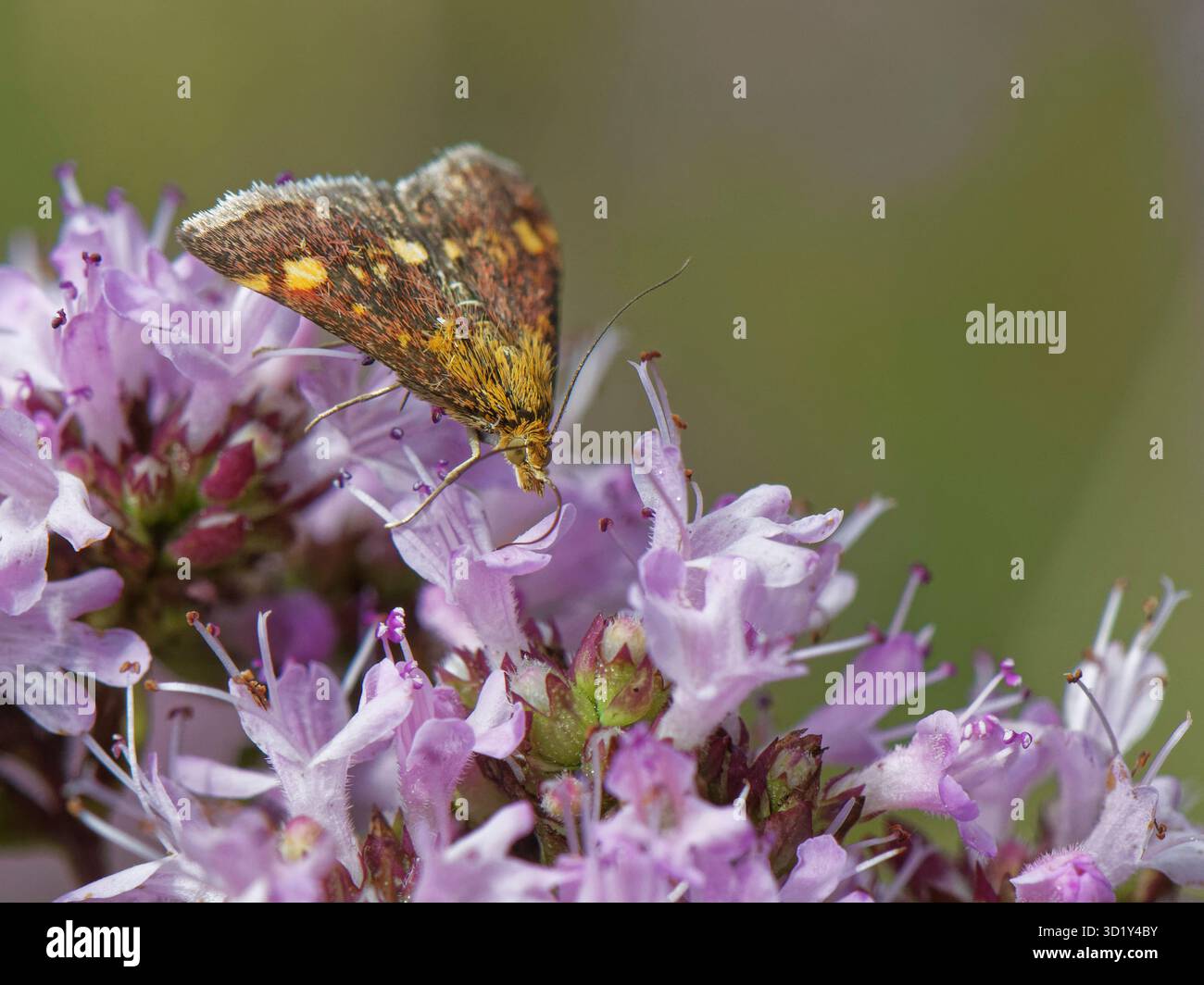 Falena della menta (Pyrausta aurata) che si estende sui fiori di maggiorana selvatica (Origanum vulgare), in un prato di prateria di gesso, Wiltshire, Regno Unito, agosto. Foto Stock