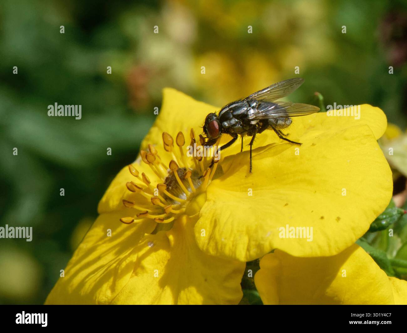 Mosca di Muscid (Morellia sp.) Alimentazione del polline da una testa di fiori di cinquefoglio arbustivo (Potentilla fruticosa) in un giardino, Wiltshire, Regno Unito, agosto. Foto Stock