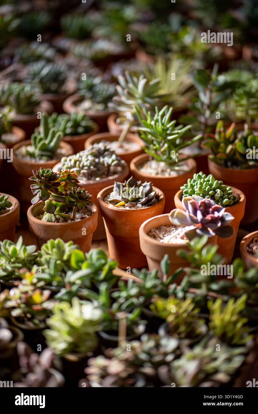 Vari tipi di piante grasse in mini pentole di terracotta in primo piano delle piante vivaie Foto Stock