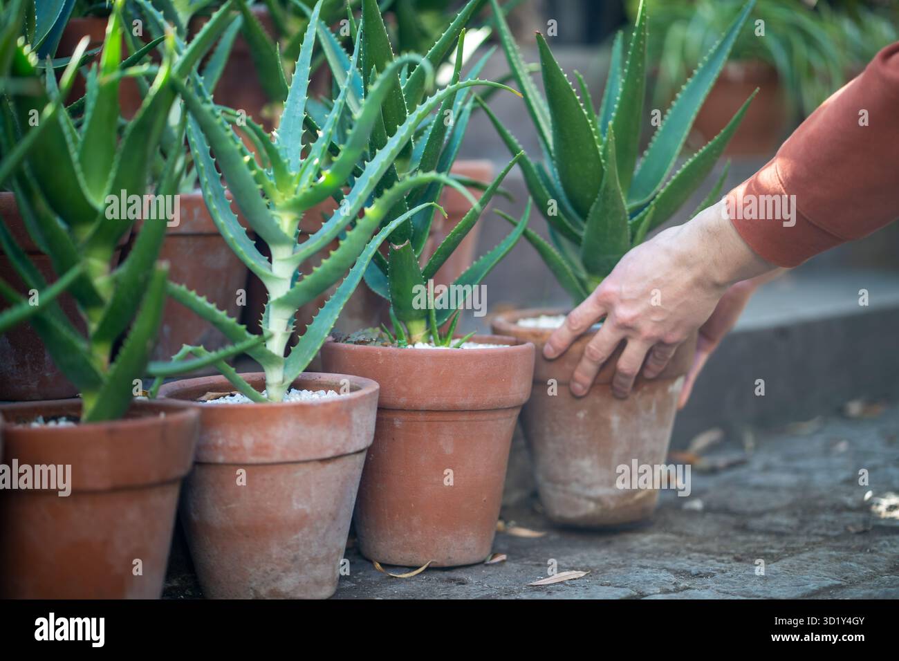 La scelta dell'aloe vera nelle piante domestiche è un negozio per la decorazione d'interni, la coltivazione, l'hobby del giardinaggio Foto Stock