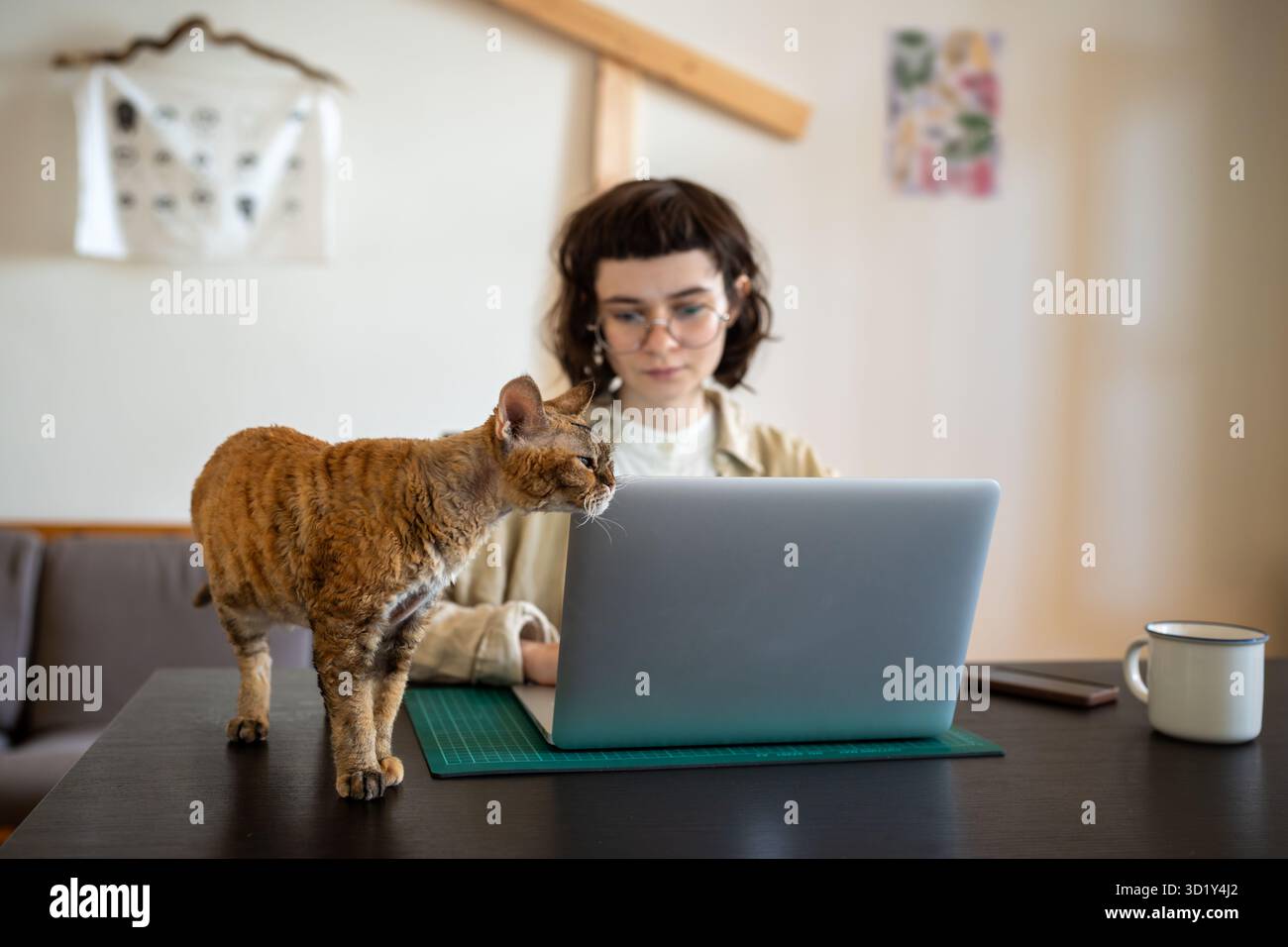 Gatto curioso che distragga la proprietaria dal lavoro da freelance o dallo studio sul laptop seduto alla scrivania di casa Foto Stock