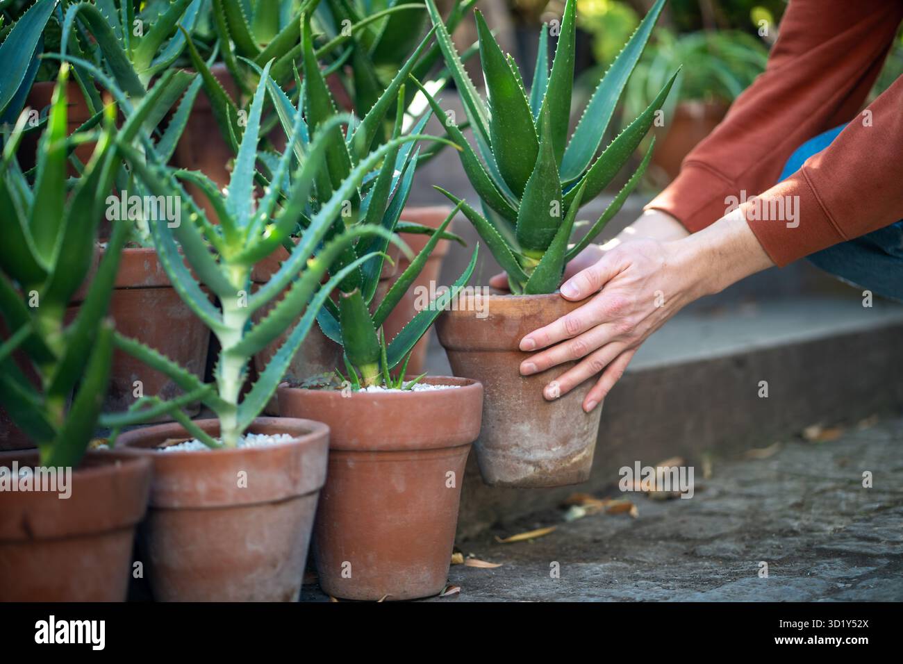 La scelta dell'aloe vera nelle piante domestiche è un negozio per la decorazione d'interni, la coltivazione, l'hobby del giardinaggio Foto Stock
