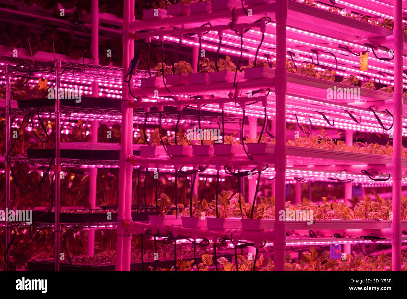 Piccola azienda agricola, micro vegetazione che cresce di lattuga sotto lampade LED rosa. Azienda verticale Foto Stock