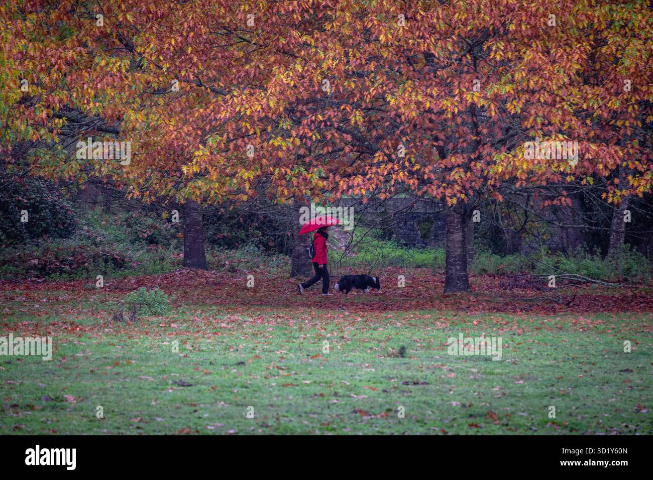 Donna sotto la pioggia che cammina un cane nella foresta, o Rexo eco-space, Allariz, Ourense, Galizia, Spagna Foto Stock