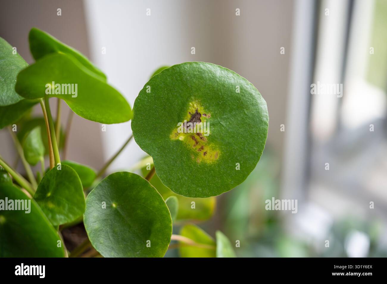 Primo piano della foglia di Pilea peperomioides con scottatura, nota come pianta monetaria cinese. Foto Stock