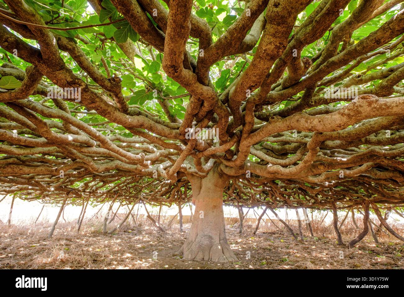 Fico centenario a CAN Toni Mestre, elencato come albero unico, Formentera, Isole Baleari, Spagna Foto Stock