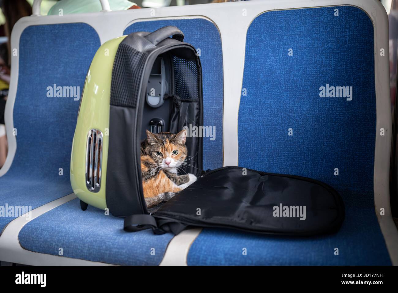Un gatto rilassato nel portabagagli in treno, da una comoda sella. Zaino per animali domestici per viaggi, viaggi Foto Stock