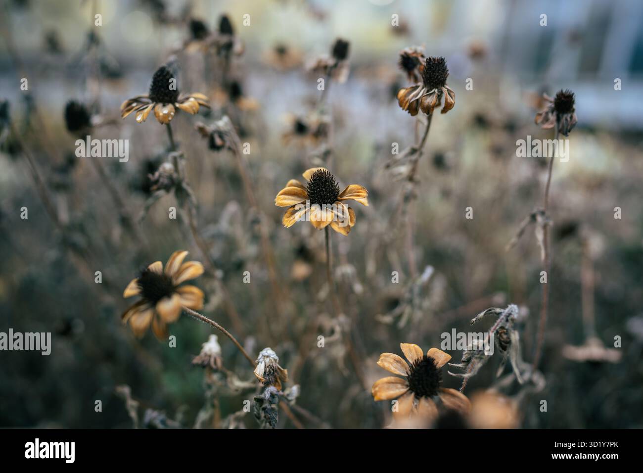 Resti secchi di Susan dagli occhi neri su strade fredde, foglie marroni e fiori scrosciati nel campo Foto Stock