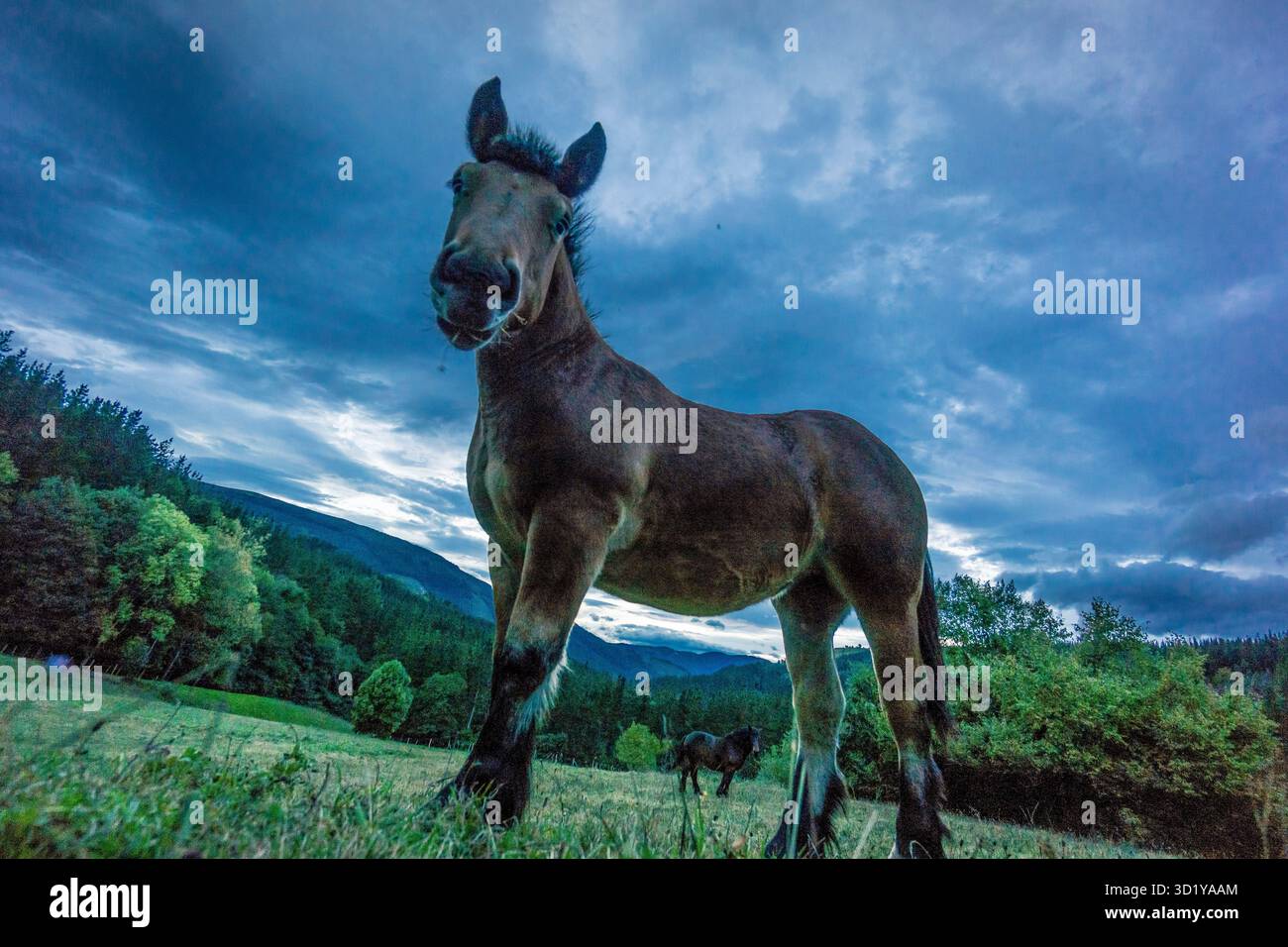 Pascolo di cavalli nel parco naturale Gorbeia, Vizcaya, Euzkadi, Spagna Foto Stock