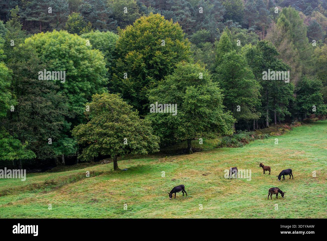 Asini al pascolo, parco naturale di Gorbeia, Alava- Vizcaya, Euzkadi, Spagna Foto Stock
