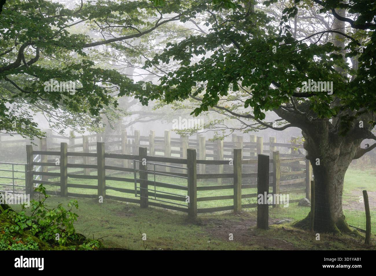 Corral in una foresta di faggi, fagus Sylvaticus, parco naturale Gorbeia, Alava- Vizcaya, Euzkadi, Spagna Foto Stock
