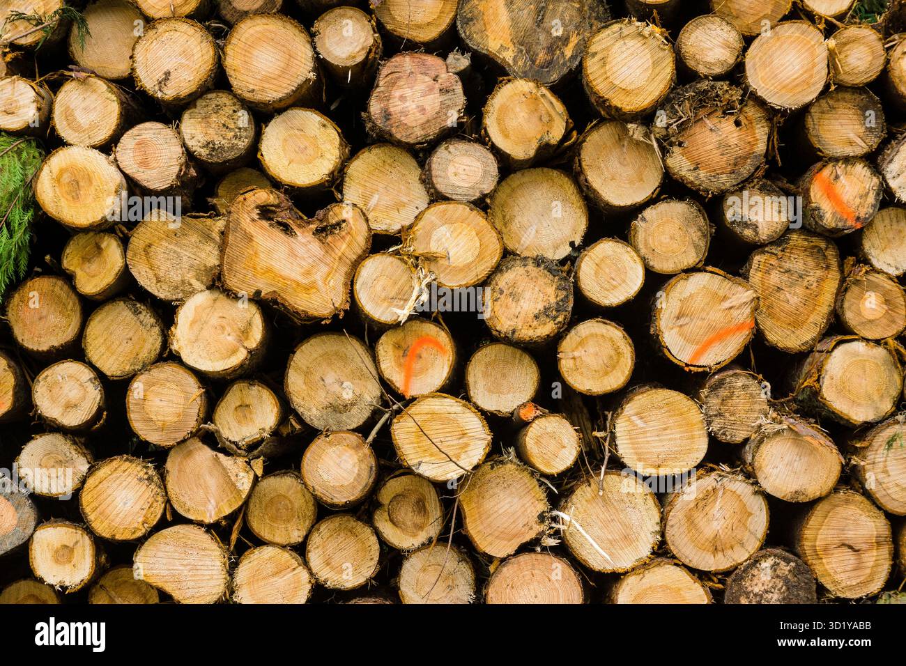 Tronchi di legno, Zeanuri, parco naturale Gorbeia, Alava- Vizcaya, Euzkadi, Spagna Foto Stock