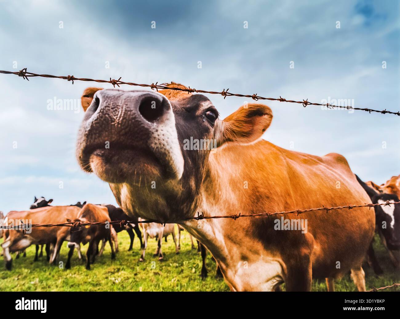 Una mucca curiosa sbatte il naso attraverso una recinzione di filo spinato, con una mandria di mucche pascolanti in un campo alle spalle Foto Stock