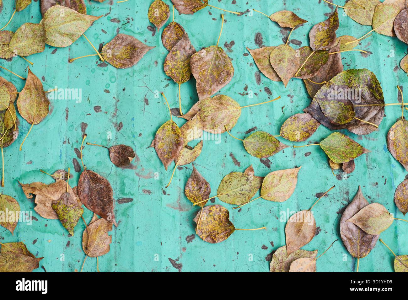 L'autunno lascia il segno su un vivace sfondo color verde acqua: Design di stagione rustico e ispirato alla natura Foto Stock