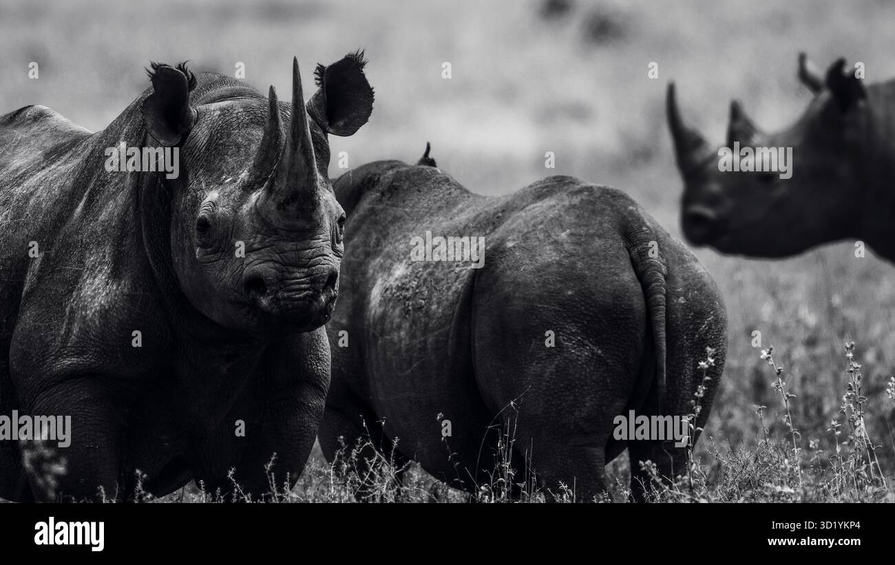 Splendide foto artistiche della fauna selvatica dei rinoceronti africani nelle praterie della Tanzania, catturando la forza, la resilienza e la grazia di questi giganti in via di estinzione Foto Stock