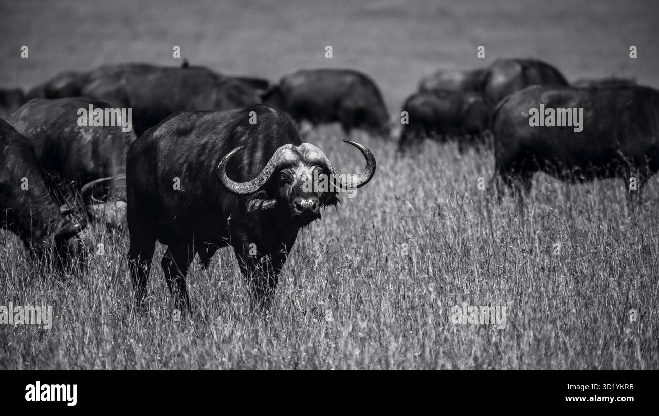 Splendida foto faunistica di bufali africani in Tanzania, catturati durante il safari, che mostrano la loro forza, potenza e natura sociale in natura selvaggia. Foto Stock
