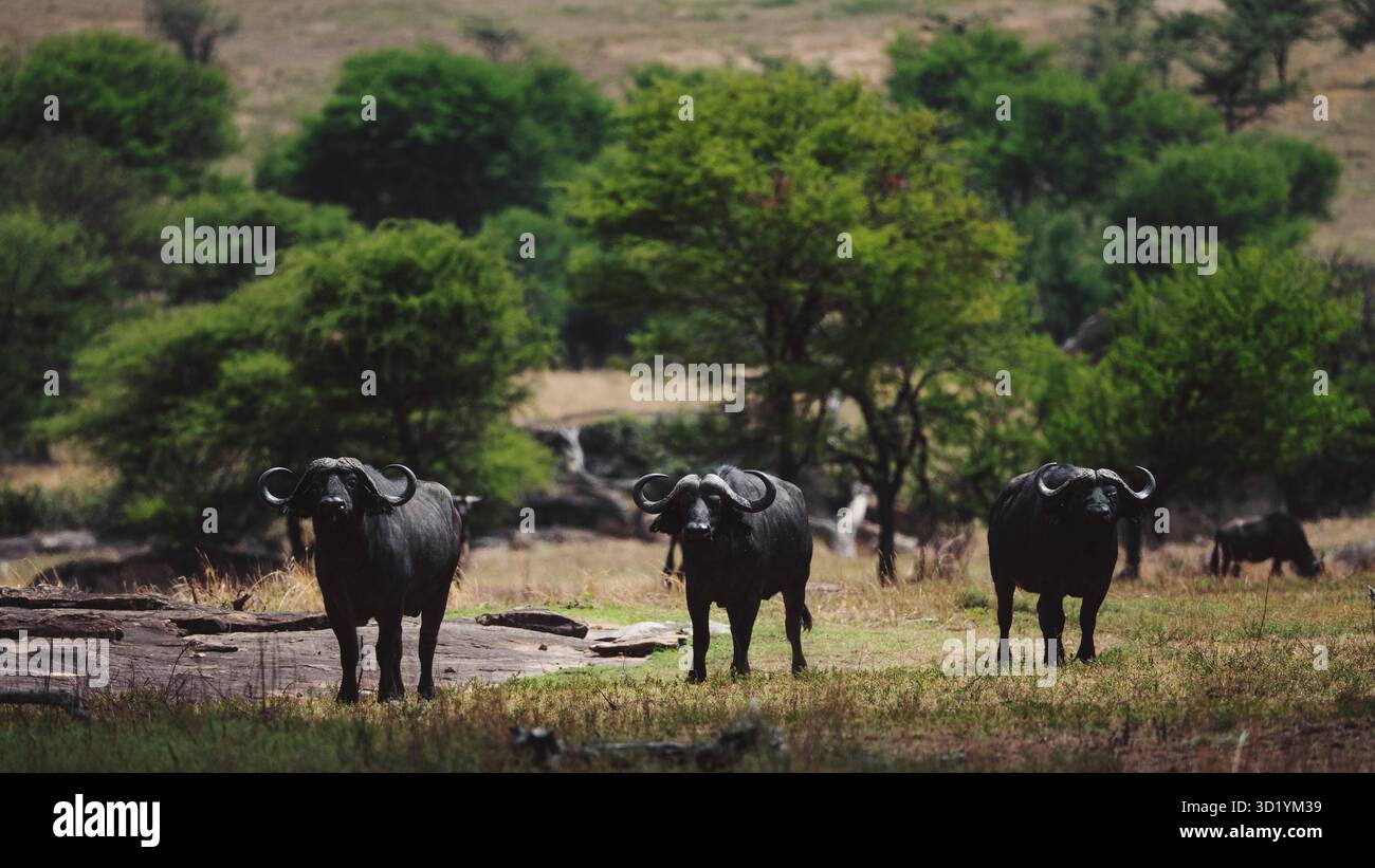 Splendida foto faunistica di bufali africani in Tanzania, catturati durante il safari, che mostrano la loro forza, potenza e natura sociale in natura selvaggia. Foto Stock